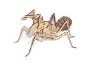 Ant