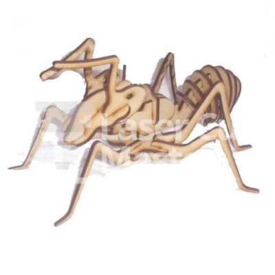 Ant