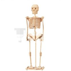 Skeleton Laser Cut File